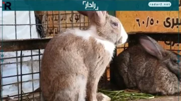 أسعار الأرانب والبط البلدي في أسواق الإسكندرية اليوم السبت